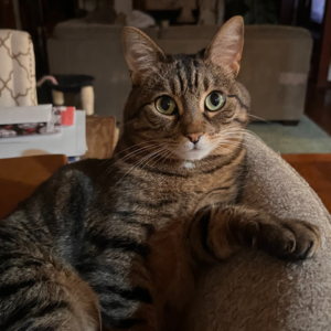 Cat of Ramani Durvasula Ph.D.